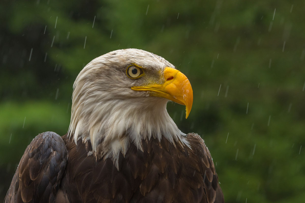 A bald eagle resting in the rain
